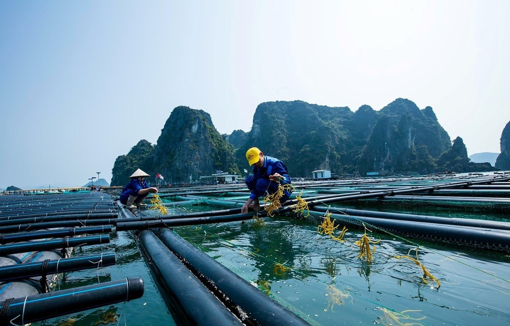 Nuôi biển công nghệ cao: Giải pháp phát triển bền vững ngành thủy sản 9 nuổi biển công nghệ cao